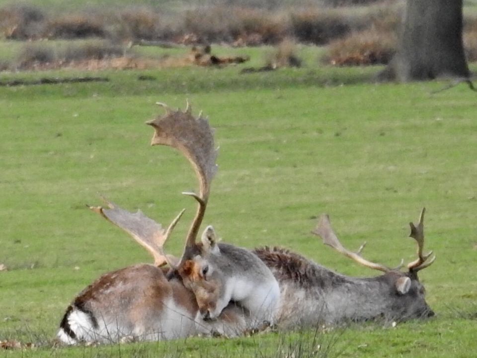 🦌✨ Sleeping Fallow Deer Bucks at Tatton Park, Cheshire. 📸 Captured by John Farnworth on Feb 7th, 2024. A tranquil moment. 🌿 #WildlifeDreams #NatureInFocus #TattonParkMagic