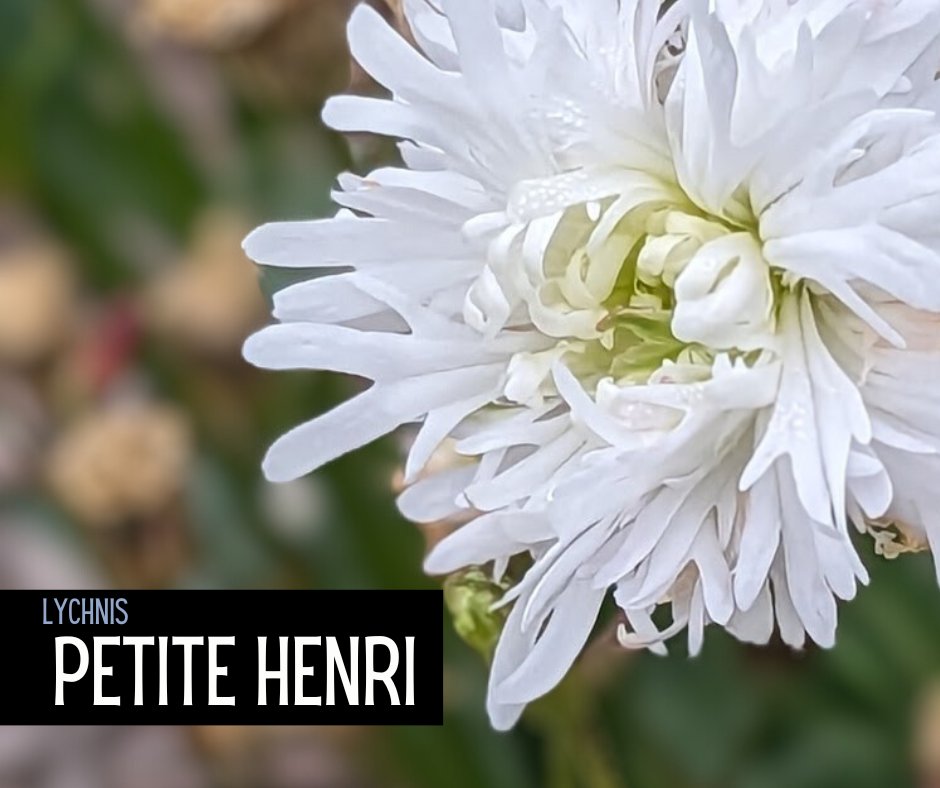 Lychnis flos-cuculi Petit Henri (‘IFLYPH’) 
ow.ly/P2eu50Qysz3
How have you incorporated Lychnis flos-cuculi Petit Henri in your garden designs? 

#LychnisPetitHenri #GardeningTrends #PollinatorGardens #CottageGarden #MeadowGarden #ContainerGardening