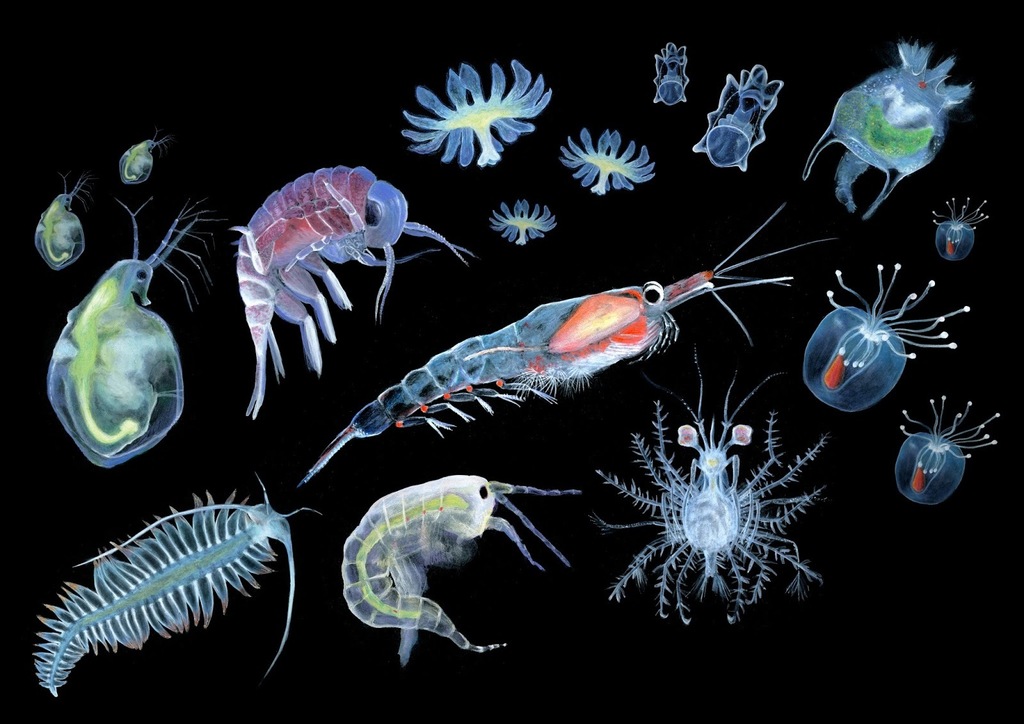 Plankton: small organisms of big importance, Sanja Zamuda #natureillustration #illustraciencia4 ift.tt/Cz0Vngt