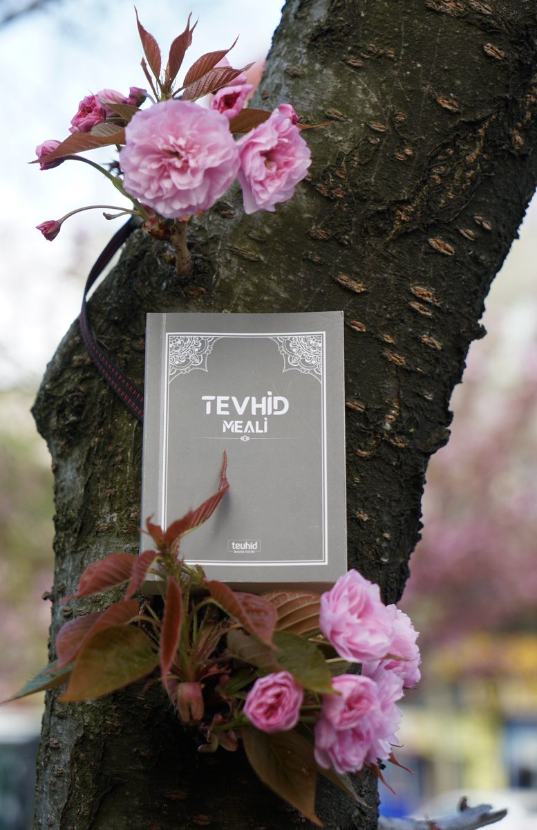 Tevhid Meali tweet media