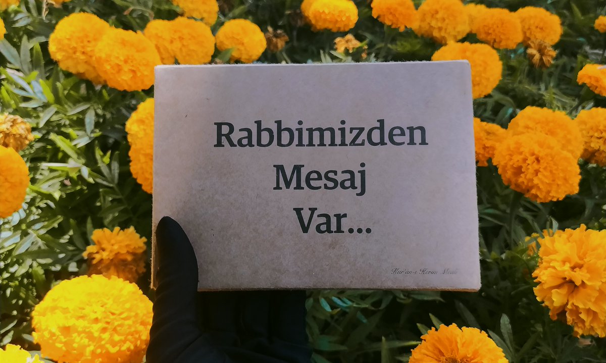 Tevhid Meali tweet media