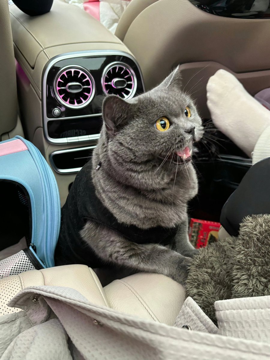 小猫和我✧٩(ˊωˋ*)و✧