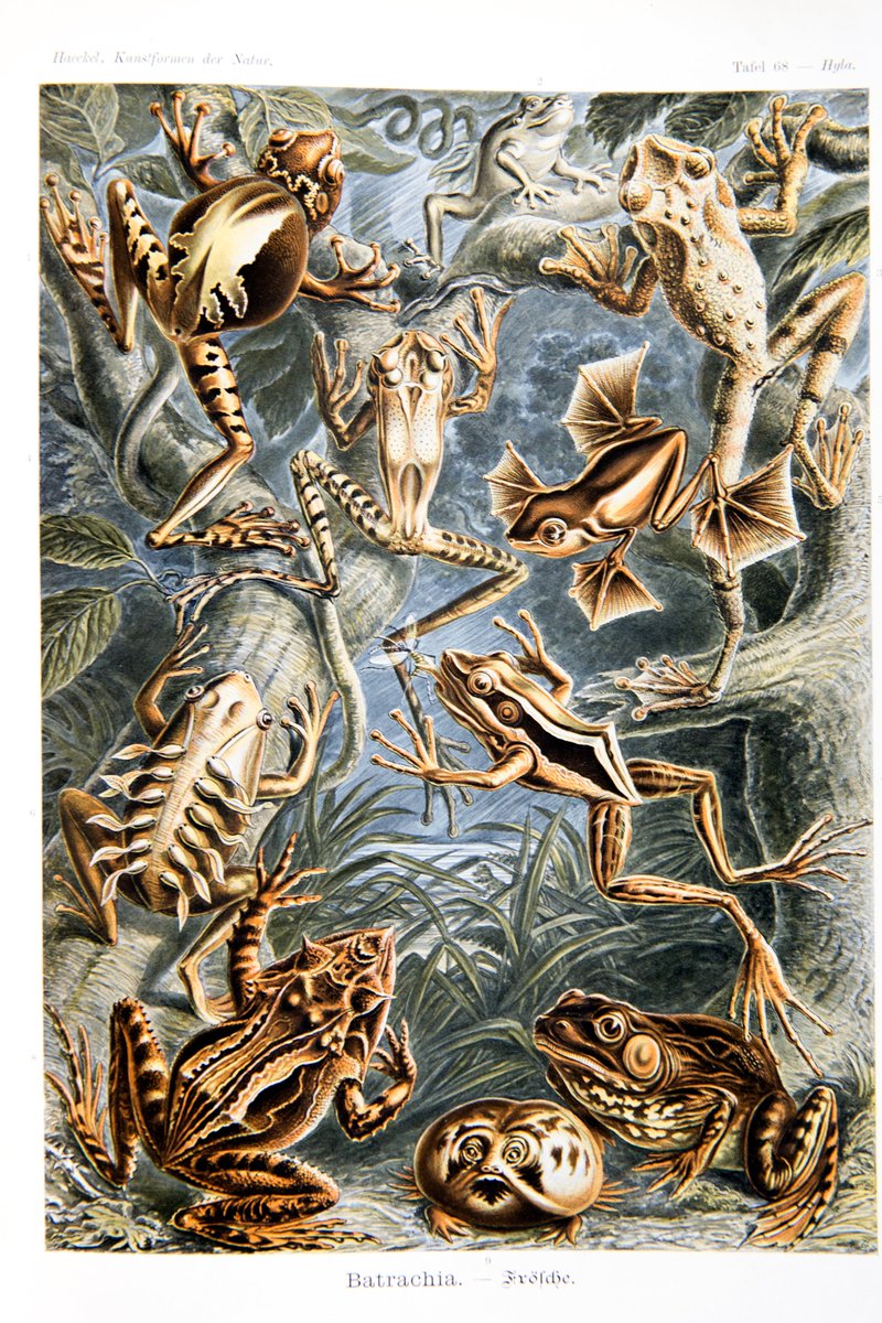 Following on from Ann's favourite image from "Kuntsformen der Natur", here is Natasha's. Happy birthday Ernst Haeckel!