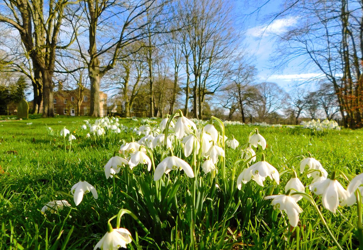 IanW1985's tweet image. Not official but weather station showing 17 Deg #feelslikespring #loveukweather #snowdrops #lincolnshire #visitlincoln