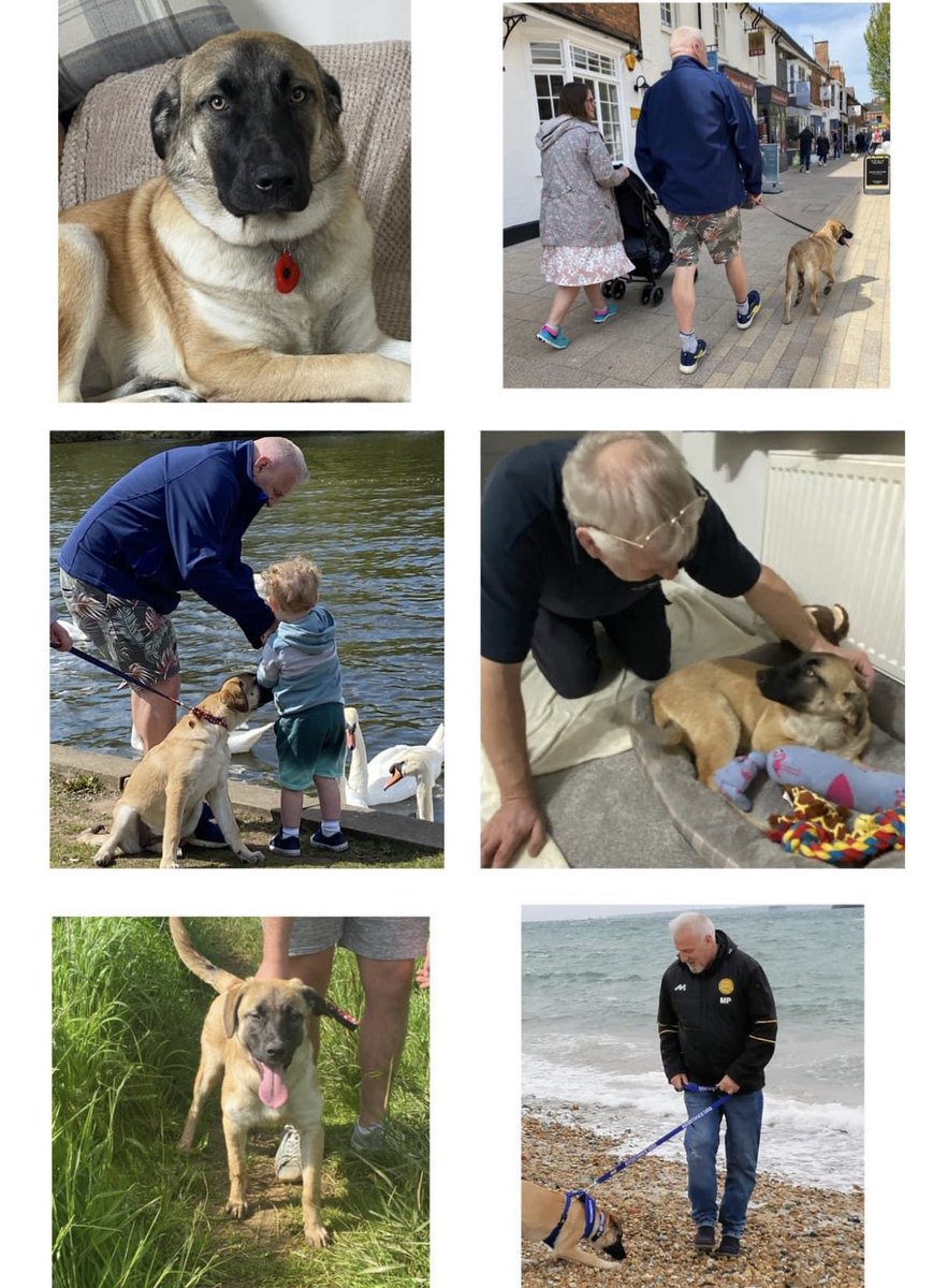 shaniaphipps's tweet photo. Happy (big🤫) birthday Dad.
Hope you have the best day.
You deserve it.
Thank you for supporting us daily, we appreciate you.
My biggest supporter in everything I do.
We love you so much 🎉🎂❤️🎈🎁

Thank you for the best kisses Pops, Coady adores you too🤣🐶❤️ https://t.co/rzjBUM64w9
