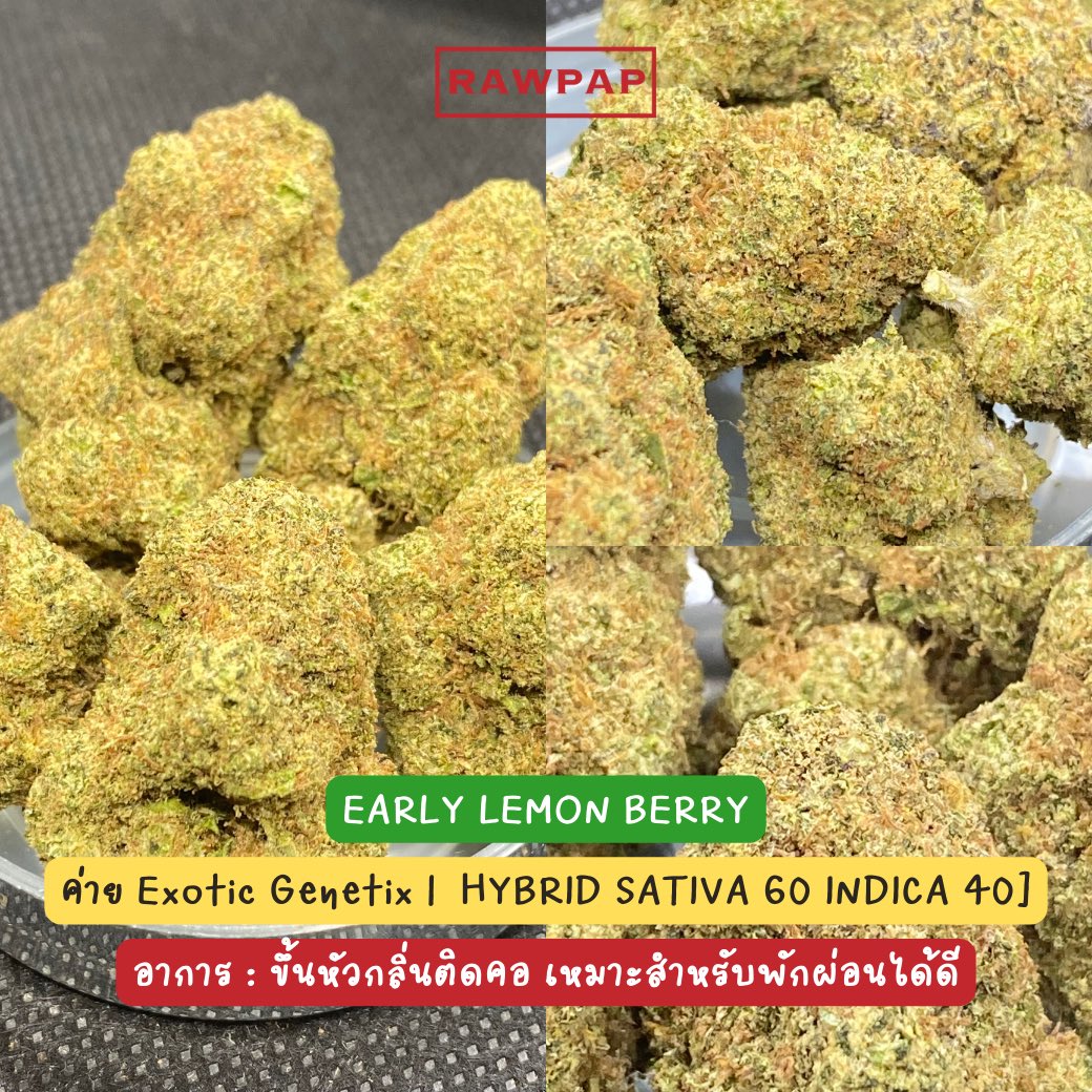 weed420tpp's tweet photo. ประกาศแจ้ง &amp; อัพเดตสต็อค !!
IG : rawpap_th
FB : Rawpap
Line@ : https://t.co/xo7jupTihP 
#กัญชา #กัญชาออแกนิค #กรุงเทพ #กัญชาog #กัญชาเสรี #สุขุมวิท #อุดมสุข #ศรีนครินทร์ #บางนา #กัญชาสุขุมวิท #กัญชาอุดมสุข #อ่อนนุช #บางจาก #ตลาดรถไฟ #ศรีอุดม #กัญชาราคาถูก #กัญชากทม https://t.co/x77hsFiI4u
