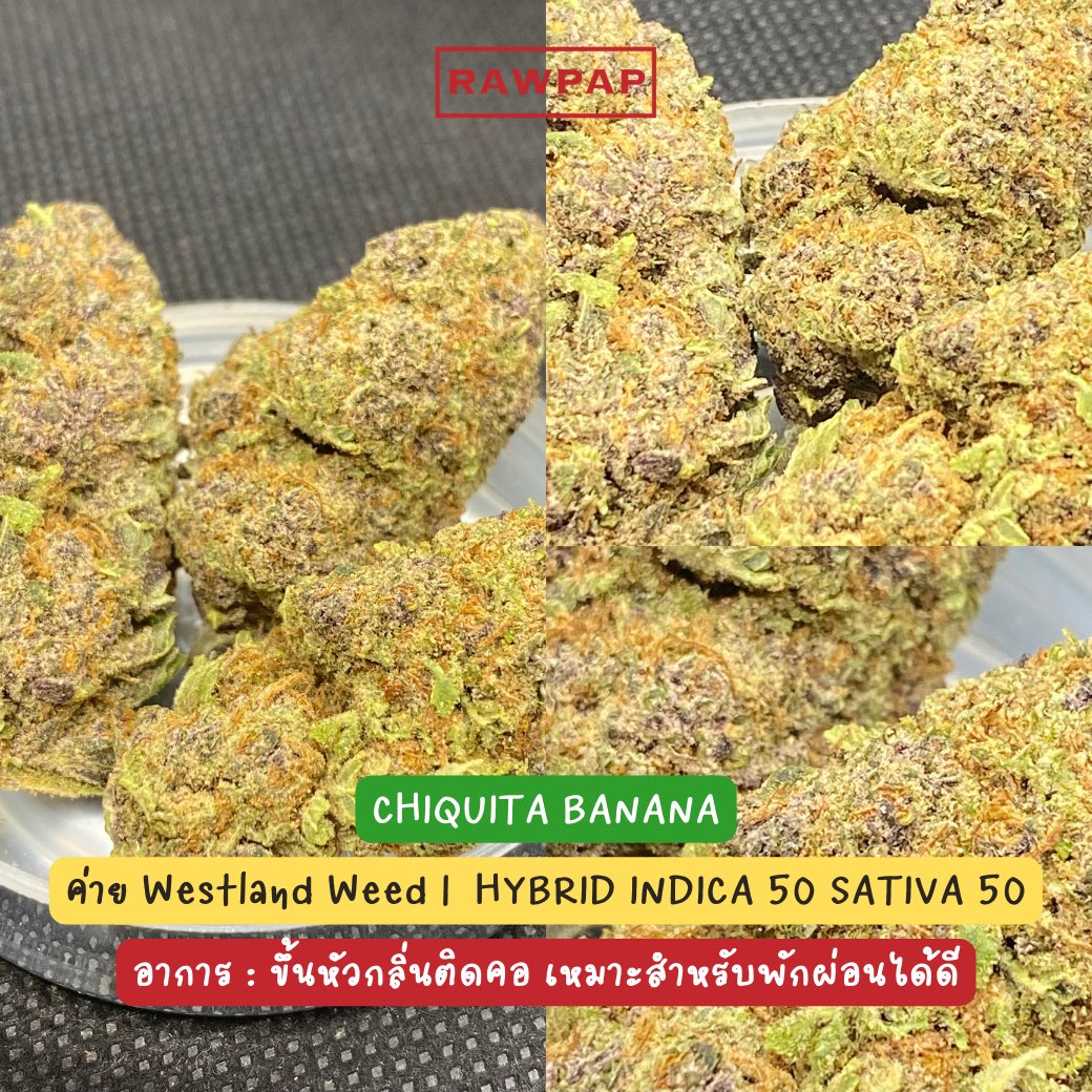 weed420tpp's tweet photo. ประกาศแจ้ง &amp; อัพเดตสต็อค !!
IG : rawpap_th
FB : Rawpap
Line@ : https://t.co/xo7jupTihP 
#กัญชา #กัญชาออแกนิค #กรุงเทพ #กัญชาog #กัญชาเสรี #สุขุมวิท #อุดมสุข #ศรีนครินทร์ #บางนา #กัญชาสุขุมวิท #กัญชาอุดมสุข #อ่อนนุช #บางจาก #ตลาดรถไฟ #ศรีอุดม #กัญชาราคาถูก #กัญชากทม https://t.co/x77hsFiI4u