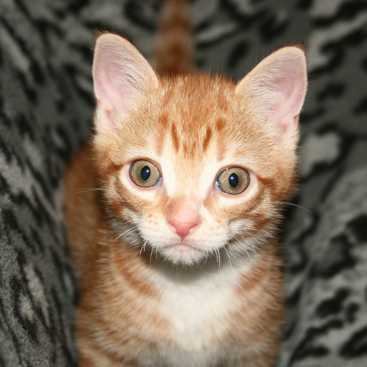 Cole & Marmalade tweet media