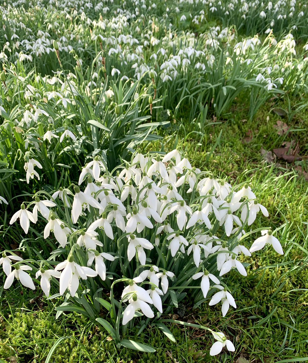 lynnesutton1's tweet photo. #snowdrops a carpet of #nature #love #view #isleofwight @VisitIOW All saints church at Newchurch 💚🤍💚🤍 https://t.co/imy7fnNOEp