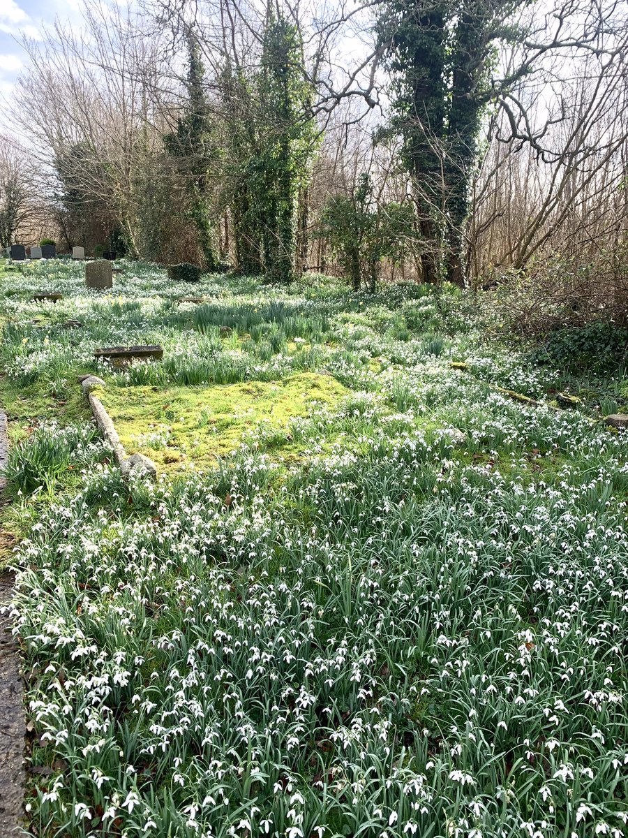 lynnesutton1's tweet photo. #snowdrops a carpet of #nature #love #view #isleofwight @VisitIOW All saints church at Newchurch 💚🤍💚🤍 https://t.co/imy7fnNOEp