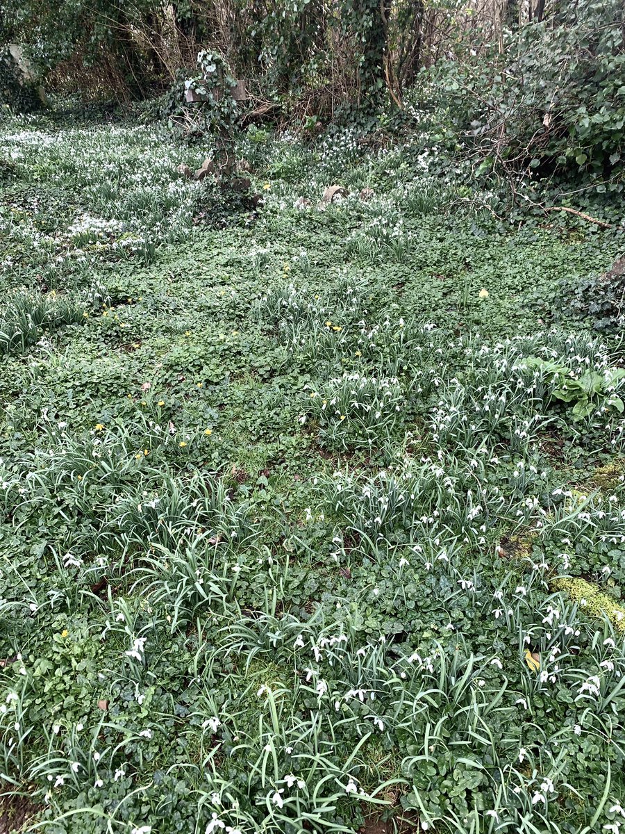 lynnesutton1's tweet photo. #snowdrops a carpet of #nature #love #view #isleofwight @VisitIOW All saints church at Newchurch 💚🤍💚🤍 https://t.co/imy7fnNOEp