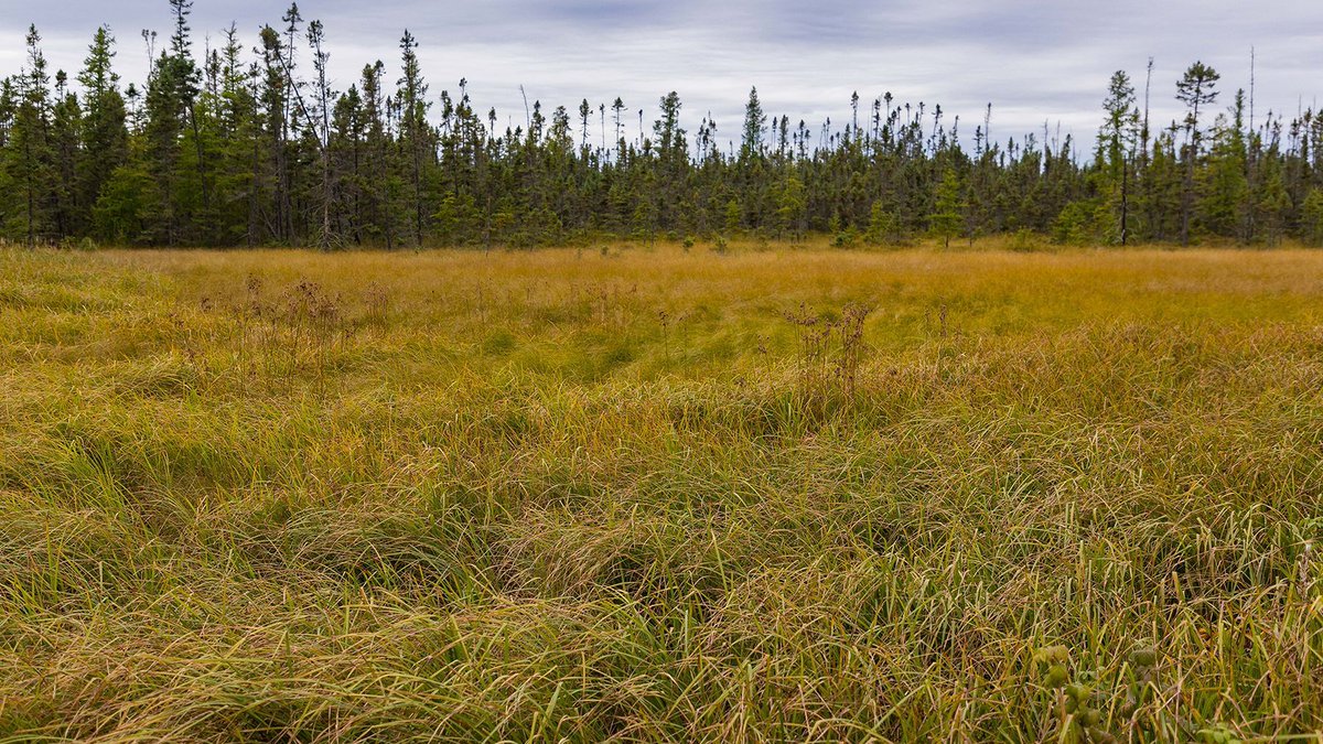 #MnBWSR is developing a RIM #easement option focused on peatlands. With partners including The Nature Conservancy and the U.S. Forest Service, BWSR staff developed a mapping tool to help ID potentially restorable peatlands. Snapshot newsletter: buff.ly/48gc0Dx #climate