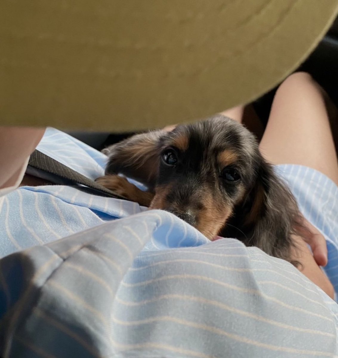 ขอบคุงพี่ๆที่ยักฟี่นะคับ 
ฟี่ก็จะเป็นจู๊ดบอยของพี่ๆ 
ส่งฟามยักให้พี่ๆเสมอเย้ย 
รอยยิ้มของพี่ๆฟี่ชอบมากเย้ยคับ 
ยิ้มเยอะๆเลยนะคับ 💘 
ยินดีที่ได้รู้จักคับพิสาววววววว~ 

CUTIE FLUFFY PUPPY DOG
#FluffyGoodBoy100K