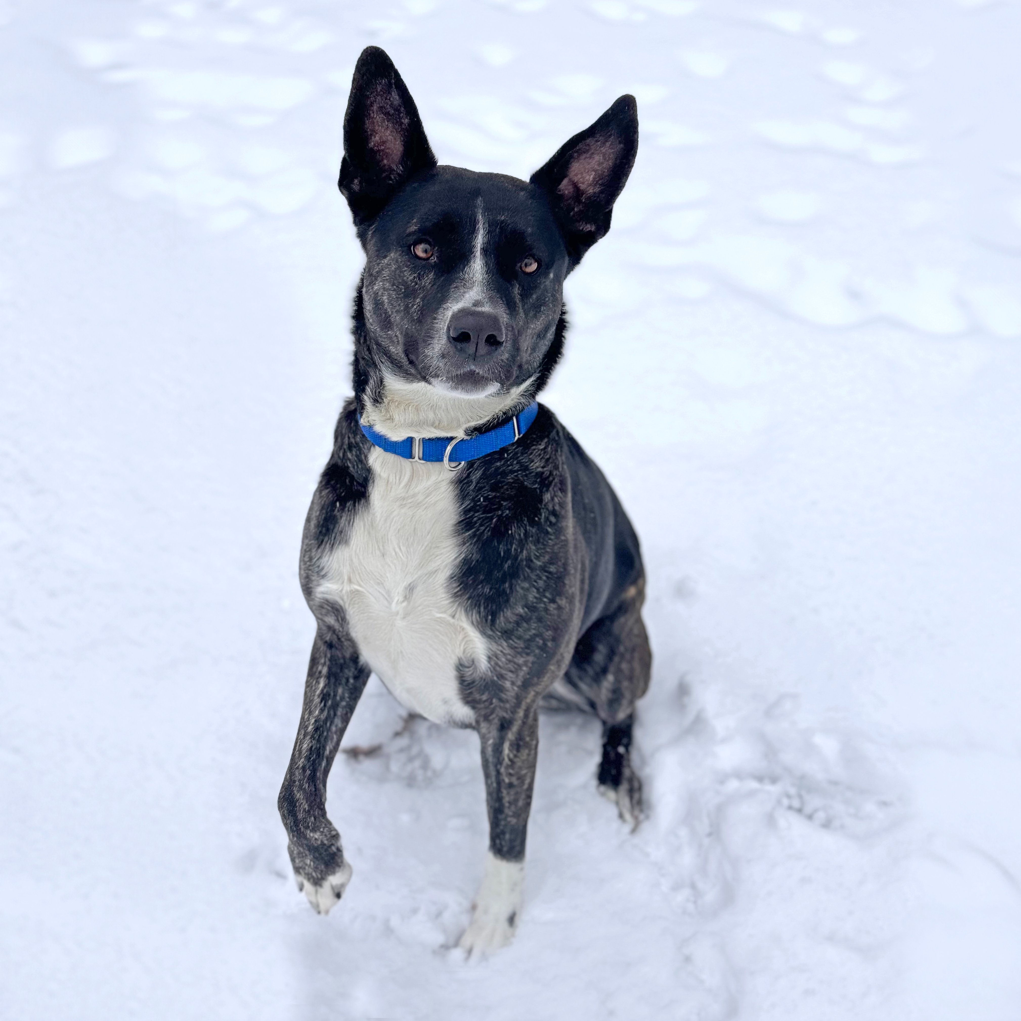 Nhspca dogs hotsell for adoption