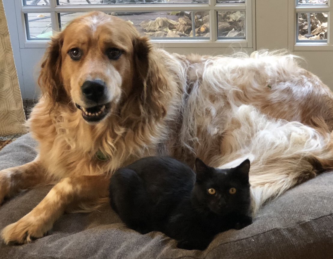 kurtkerfuffle's tweet photo. @gtconway3d Jumper and Kittipoo send their condolences. https://t.co/q0sNtyXyMD