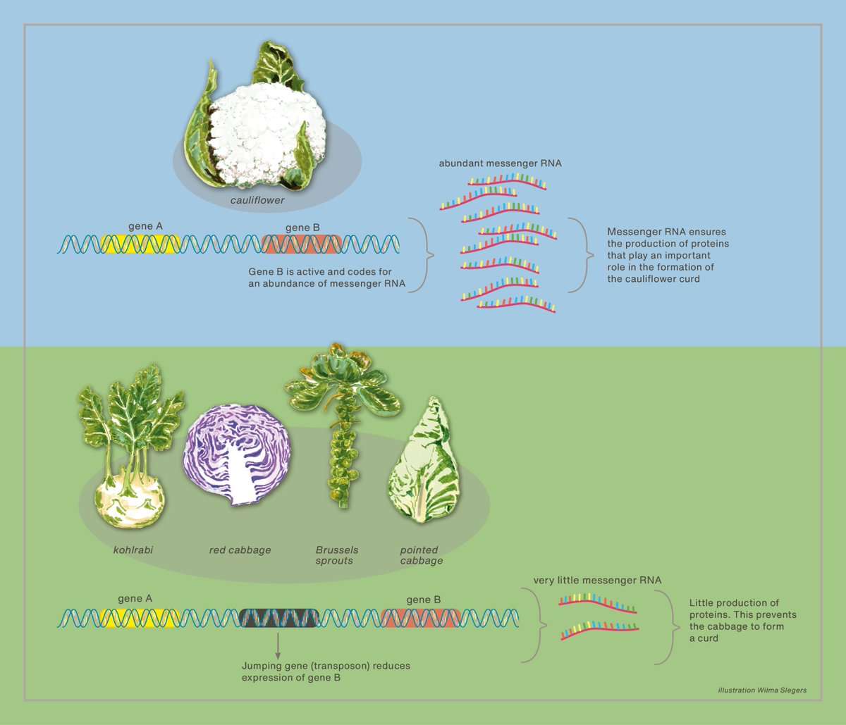 Humans have been genetically modifying crops for thousands of years. The genetic differences between pointed cabbage and cauliflower are greater than those between humans and chimpanzees. wur.nl/en/research-re…