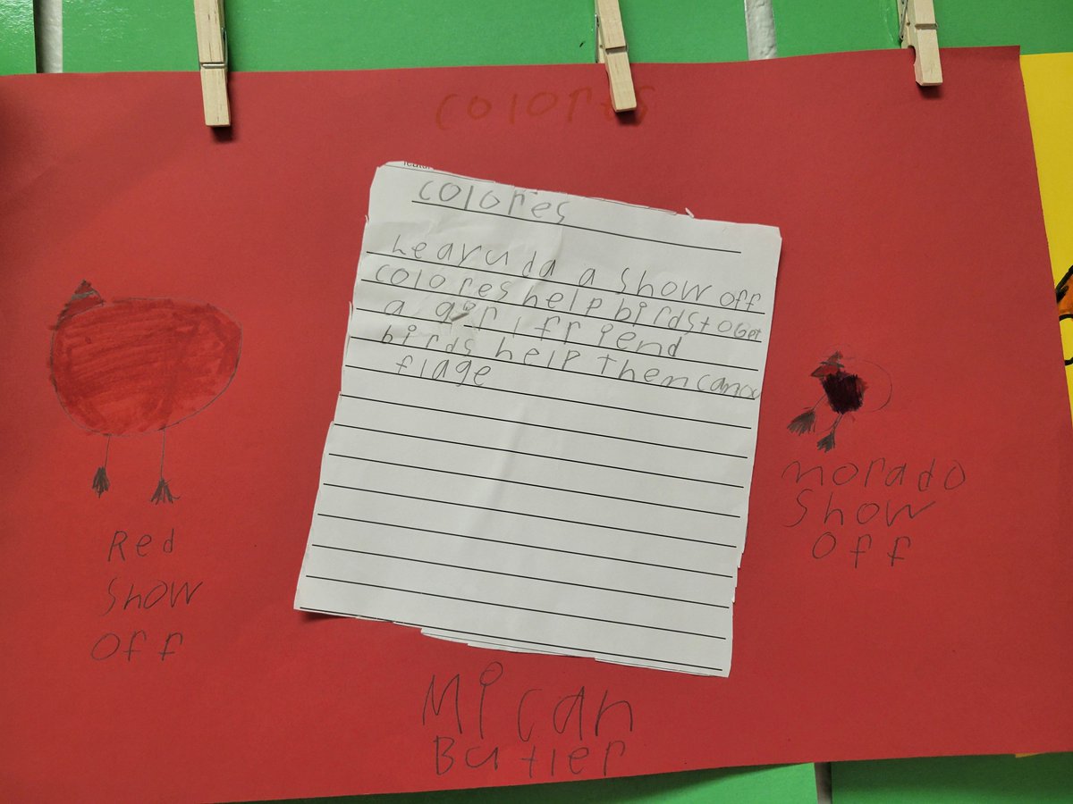 Our students in first grade are learning (aprendiendo) about all of the special adaptations of a bird and how they help the bird.  #dualschool
