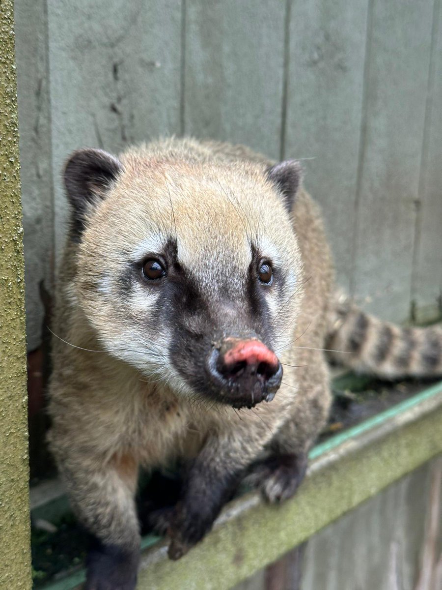 NorthernLifeMag's tweet photo. 🌿🐾Discover a WILD day out at Ponderosa Zoo, with over 130 animals, including Lemurs and reindeer.
For more info, and fantastic family days out this half-term, visit: https://t.co/rsZZLtcaoI
#PonderosaZoo #WildDayOut #FamilyFun #AnimalLovers https://t.co/87s5i6Puby