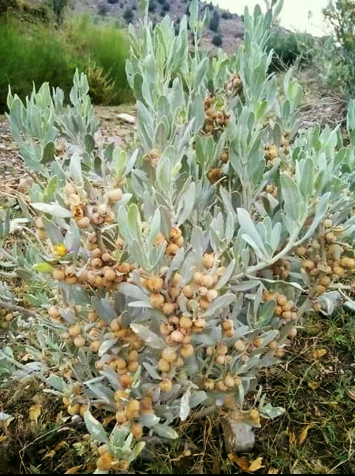 اس جڑی بوٹی کا نام اپنی زبان میں بیان کریں؟