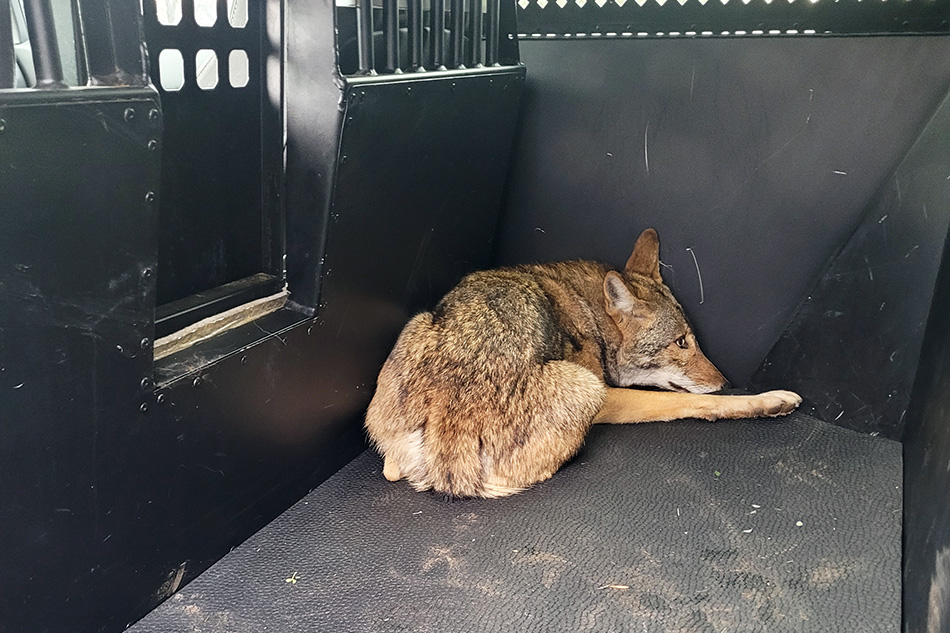 CityOfArlington's tweet photo. Arlington Animal Services captured a coyote this morning believed responsible for biting three children at Parkway Central Park in separate incidents. The coyote will be humanely euthanized and transported to Texas Health and Human Services in Austin for rabies testing. https://t.co/R4aRDC5yV7