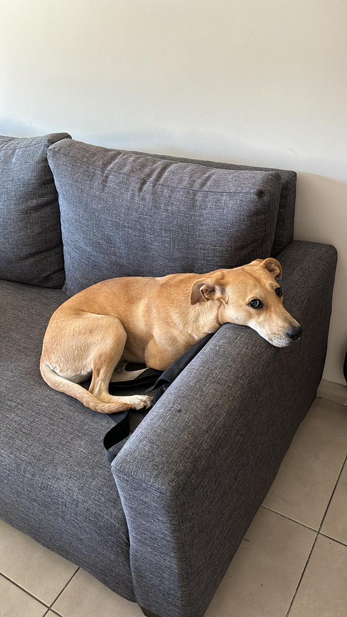 Perrita encontrada en el PARQUE CENTRAL MENDOZA. 
Busca a sus papis. 
Ayudame a difundir.