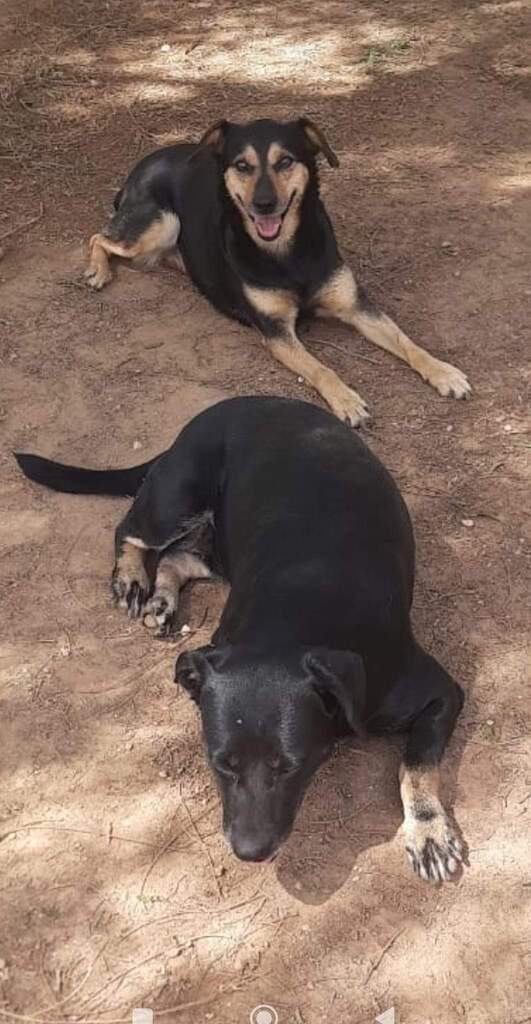 NATI, la mamá, de unos 5/7 añitos. 🥰

Su hija es MATI, de unos 3/5.🐶

Tamaño mediano. Unos 30 cms hasta la cruz. 

¿ Te gustaría darles una nueva oportunidad de vida ?

Contacta con el WhatsApp📱: 644781188