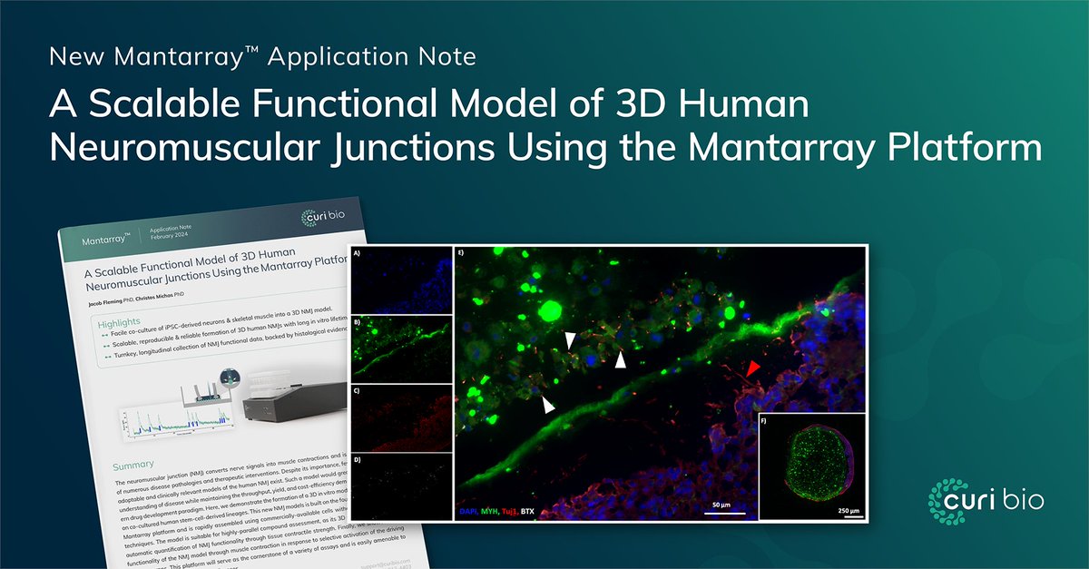 NEW Application Note: A Scalable Functional Model of 3D Human Neuromuscular Junctions Using the Mantarray Platform

Read App Note: hubs.ly/Q02l75rL0

#AppNote #NeurotoxinPotency #NeuromuscularJunction #DiseaseModel #3DTissues #DrugDevelopment #EngineeredTissues #StemCells