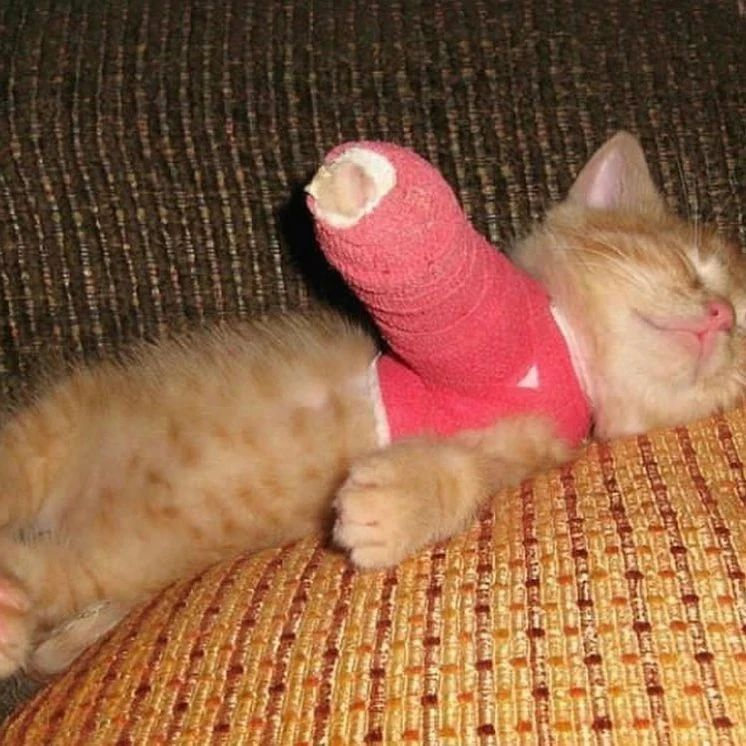 Punch Cat tweet media