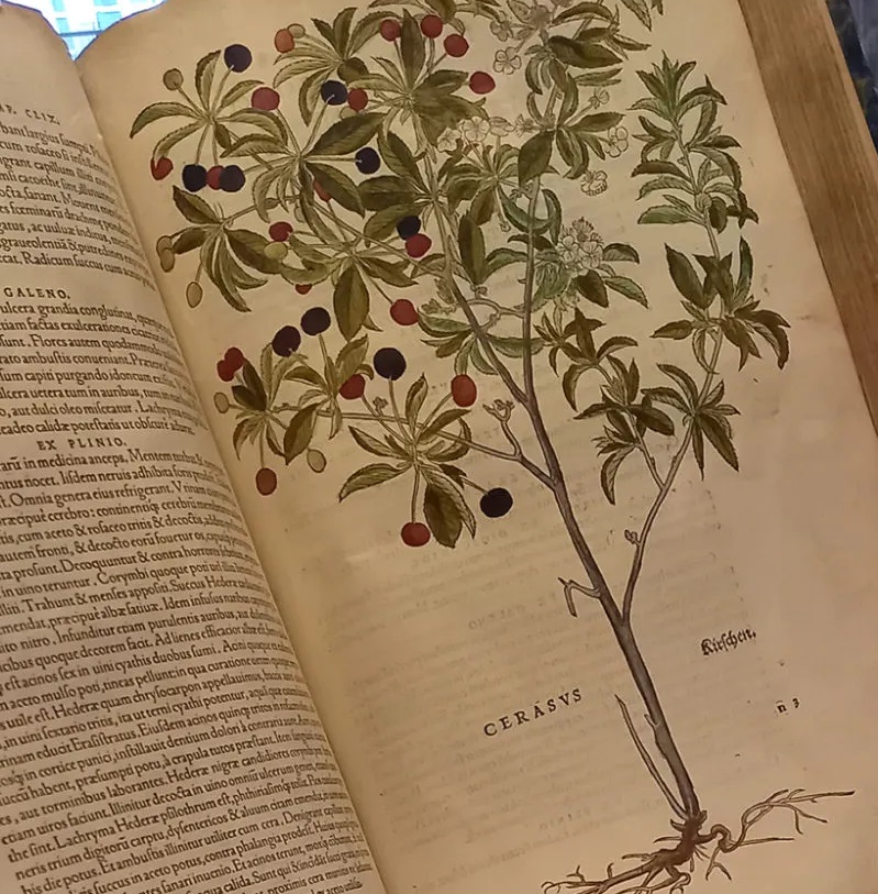 LOVELY AS A #TREE: new #exhibition <a href="/LinneanSociety/">The Linnean Society of London</a> Rare books, manuscripts, specimens, artefacts, photographs &amp; artworks from Linnean Society #collections tell of human interactions with trees over time &amp; place. More: linnean.org/research-colle… @KewScience @Kew_LAA <a href="/RHULGeography/">RHULGeography</a>