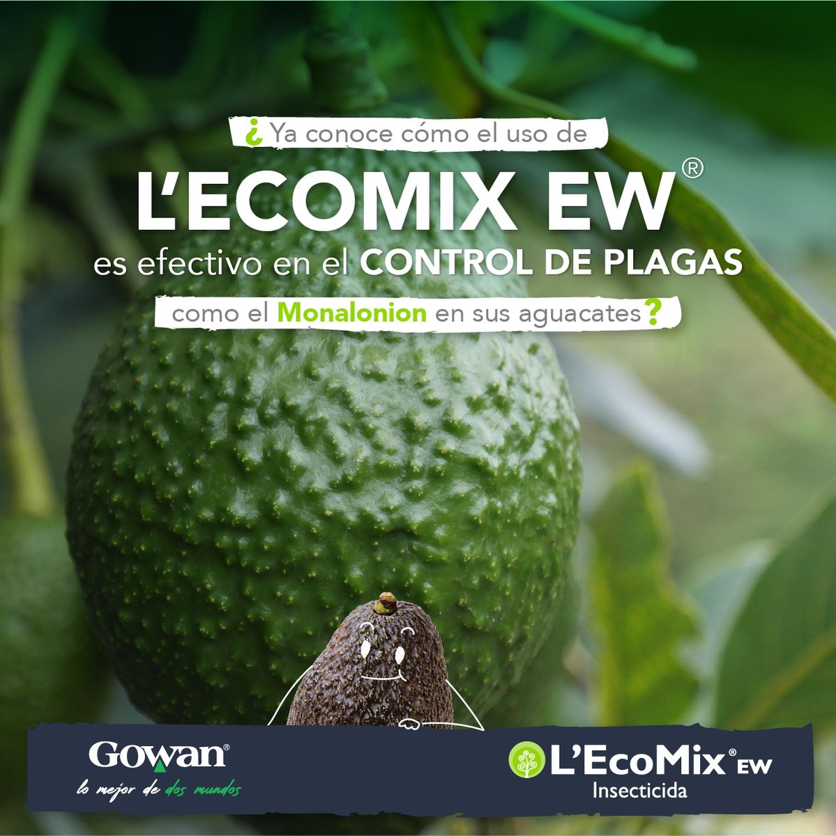 GowanColombia's tweet photo. L'EcoMix®, bioinsumo de uso agrícola, actúa como repelente de insectos plaga como el Monalonion en el cultivo de aguacate. 

Encuéntrelos en: https://t.co/Fmot6SdqBE

#Gowan #Lomejordedosmundos #aguacate #Campocolombiano #cultivossanos https://t.co/1K2EOmxbU2