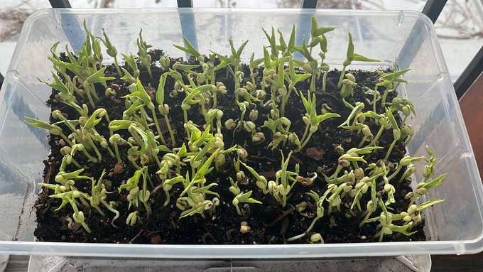 i've have created broccoli, wheatgrass, and mung beans.  there's now a 60% chance of me thriving post-apocalypse
