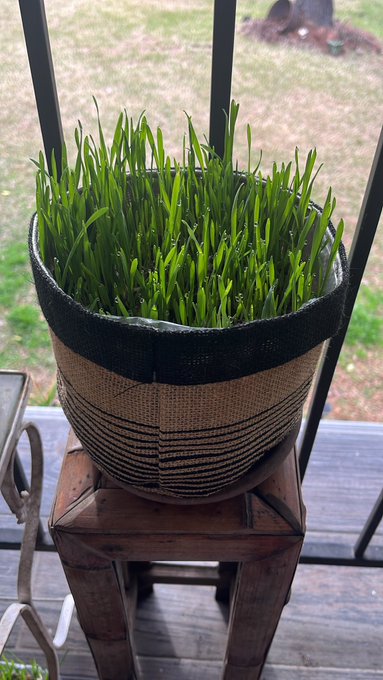 i've have created broccoli, wheatgrass, and mung beans.  there's now a 60% chance of me thriving post-apocalypse