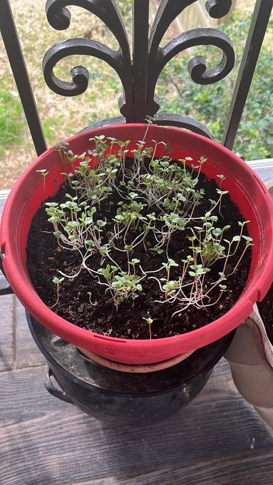 i've have created broccoli, wheatgrass, and mung beans.  there's now a 60% chance of me thriving post-apocalypse