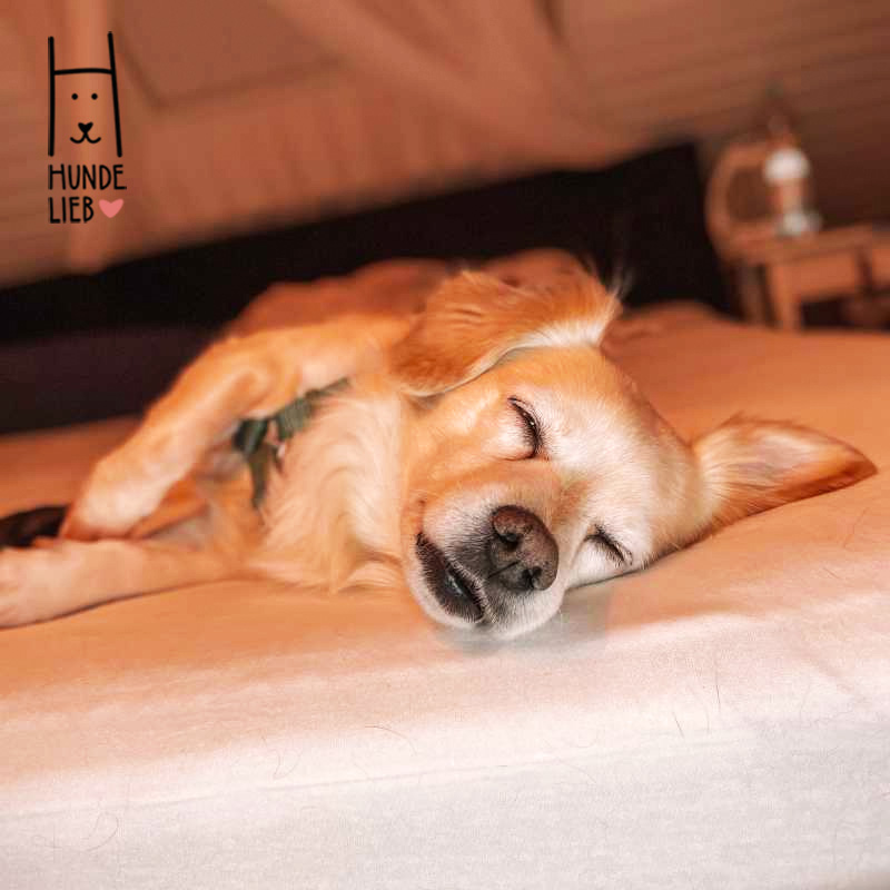 So bequem diese Matratzen für Menschen...

#hundefotos #hundebilder #hundelieb #dogsharing #dogcommunity #lovedogs #hund #hunde #hundeverliebt #hundeverrückt #hundeliebe #hundefreunde #teilzeithund #leihhund #hundleihen #hundeleben #hundeglück