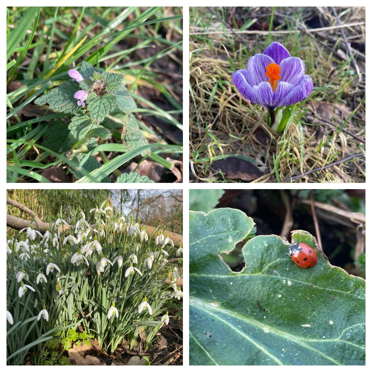 Op het Yuvertapark in Houten zijn de eerste tekenen van de ontluikende #lente al zichtbaar. De stilte van de winter maakt plaats voor de groeikracht van de lente, en de paarse #dovenetel, #krokussen en #sneeuwklokjes zijn hier mooie voorbeelden van. 🌼 🌸 🌱