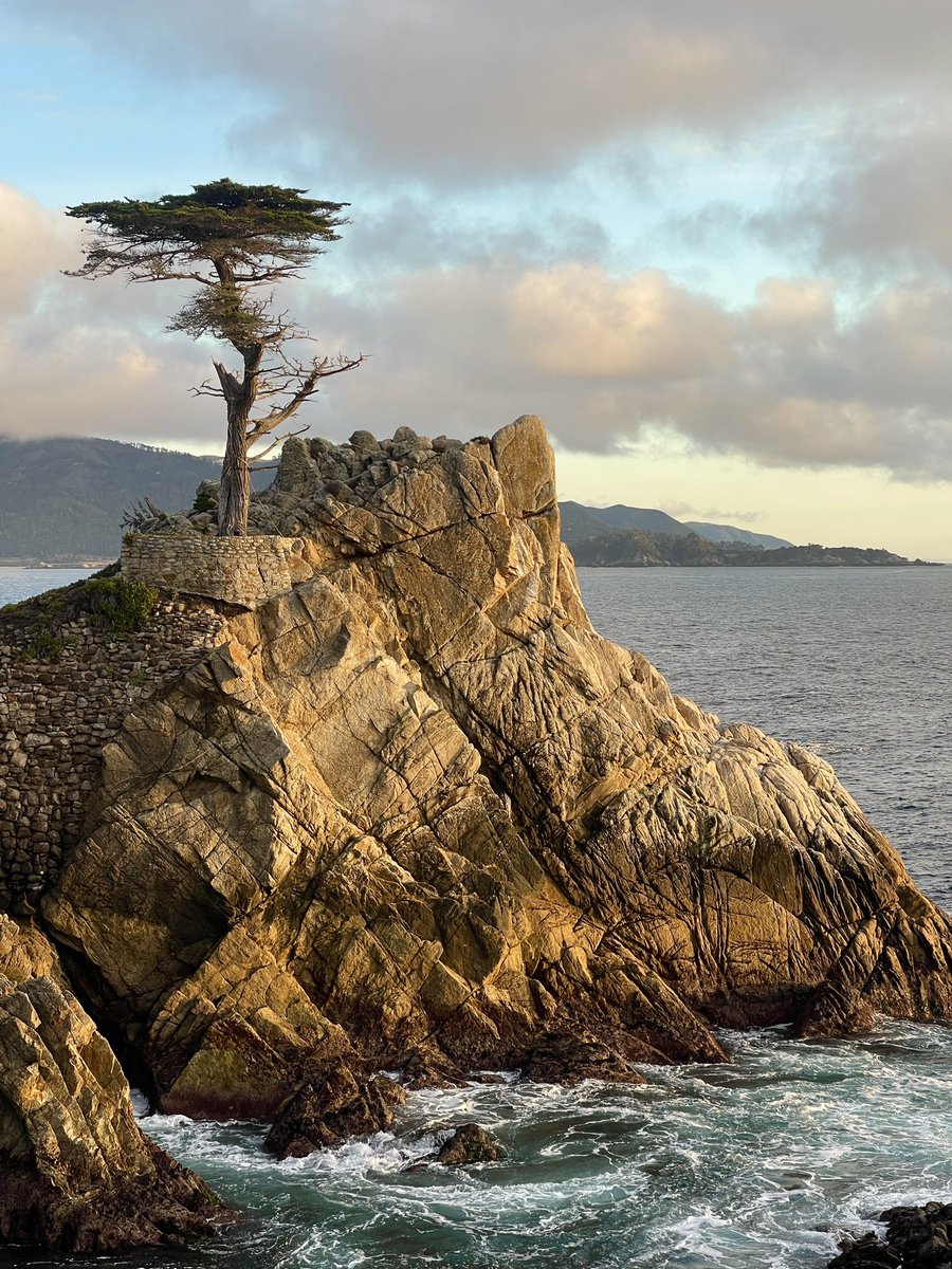 a close up of the iconic lone cypress. fact: i scattered my brothers ashes at the base of the tree a few years ago. we were raised on the monterey peninsula