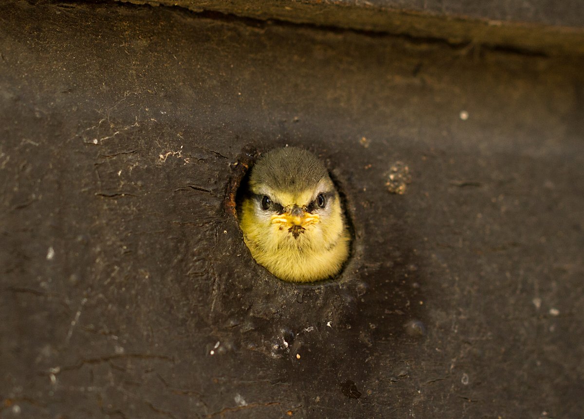 It's National Nest Box Week, so if you have some spare time over the next few days, why not build or put up some new homes for your feathered neighbours? Check out our website for tips & tricks: bto.org/putting-nest-b… #NationalNestBoxWeek