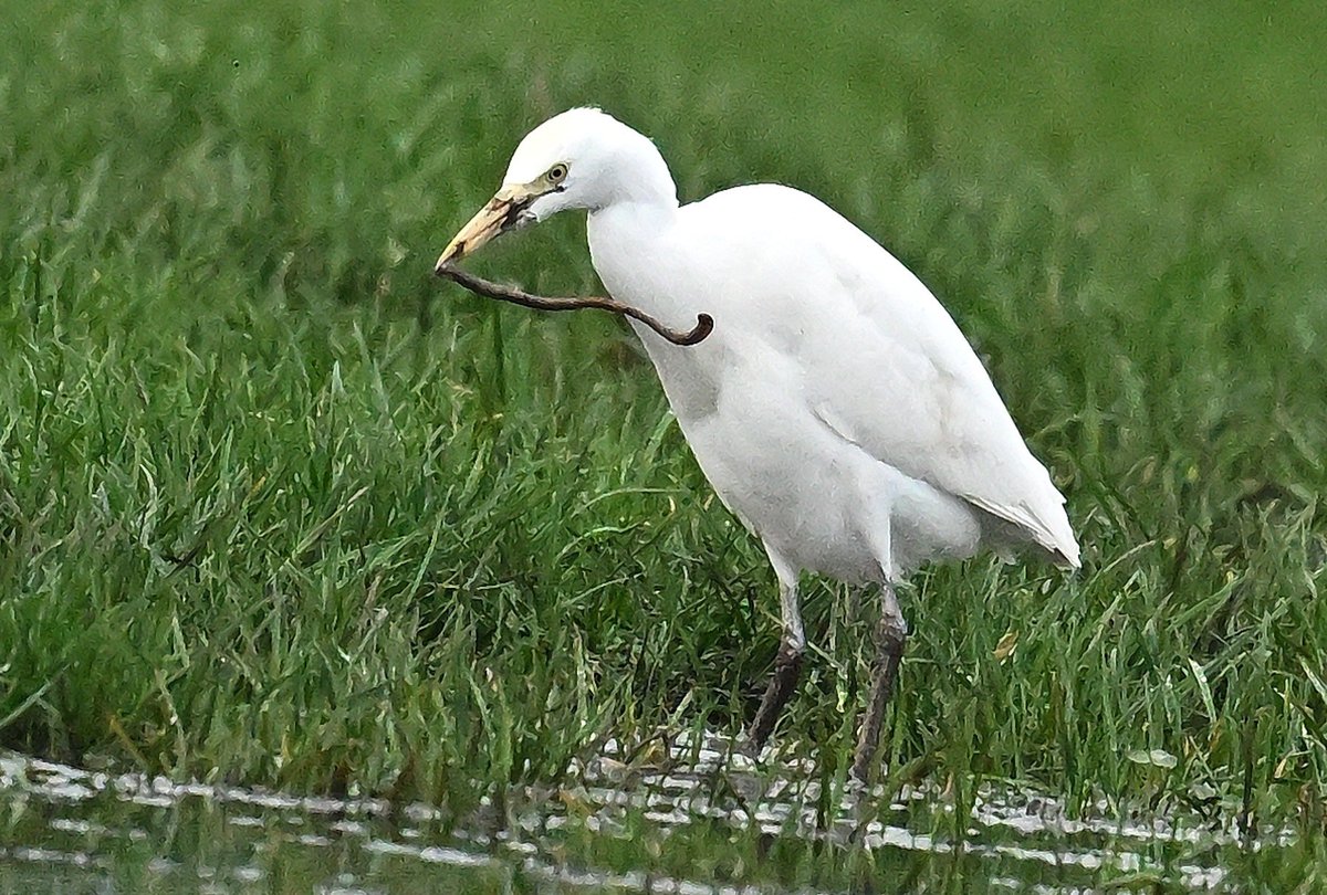 Cattle Egret with large earthworm today at Sandbach Cheshire