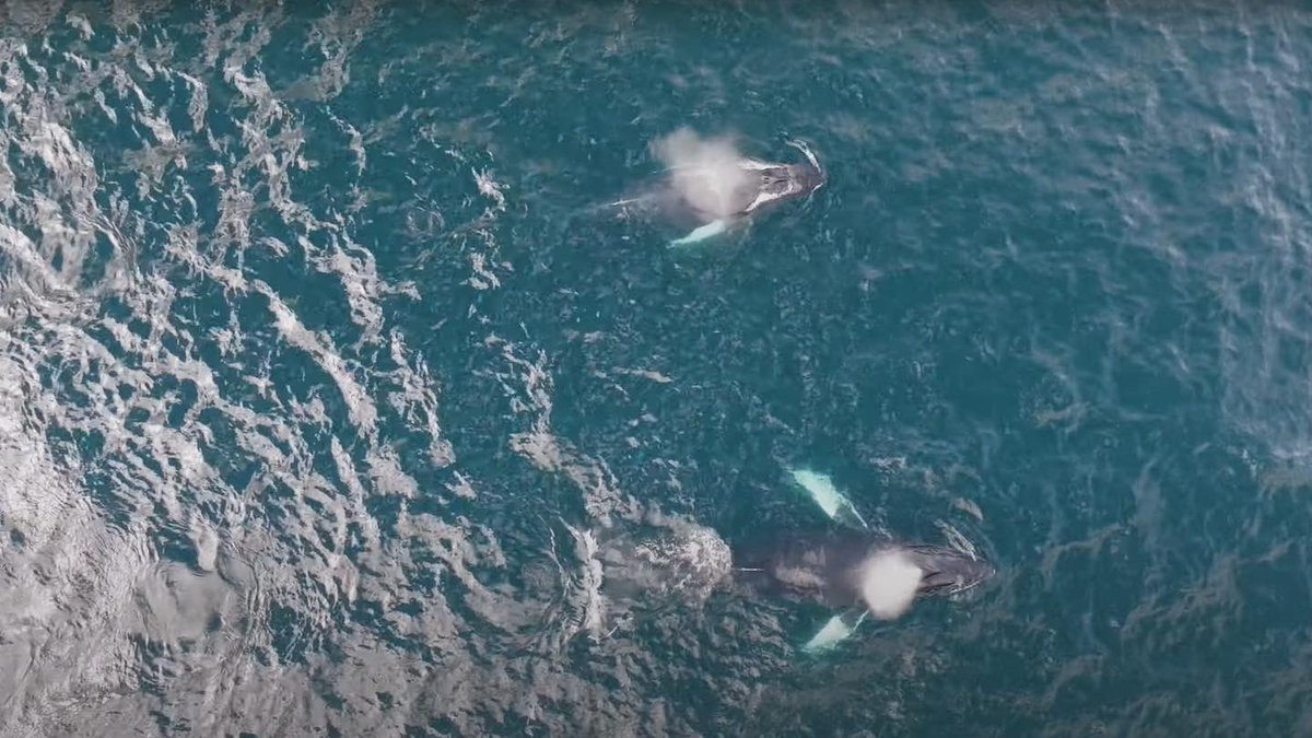 Did you catch our episode this week cod fishing, snorkeling &amp; exploring with Explore Newfoundland
On <a href="/sportsmancanada/">Sportsman Channel Canada</a> ?
It has aired 2x already, with Friday 8pm, Saturday 2am &amp; Sunday 8:30am left this week (NST) 
🎥 Jake Dicks
#codfishing 
#explorenl #tightloopstightlines