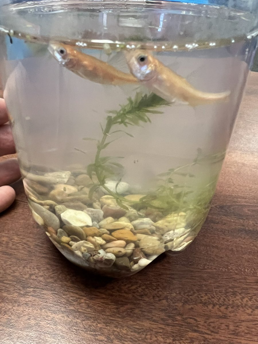 toddone8's tweet photo. Exploring our new classroom aquariums. #learningalive #goodvibes
@JohnRGood https://t.co/JmXfRjiMyq