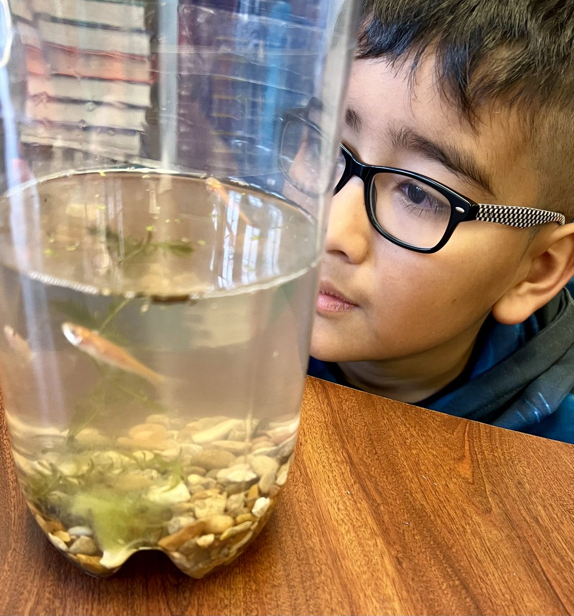 Exploring our new classroom aquariums. #learningalive #goodvibes
<a href="/JohnRGood/">JohnRGood</a>