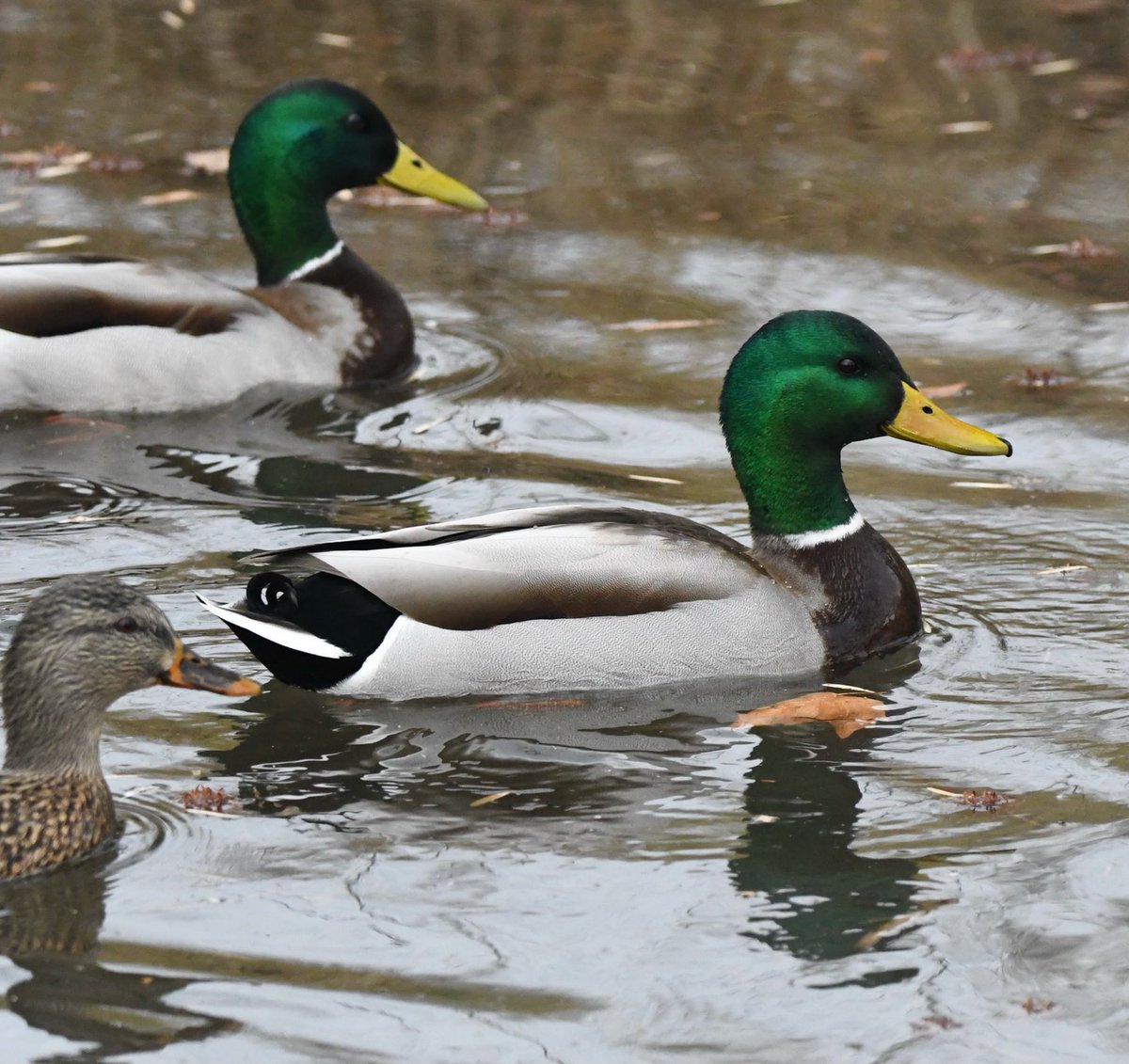 Happy Thursday!!!

Nikon D500
Sigma 150-600mm
Jesse Watkins Photography 

#mallard #mallards #greenheads #ducks #ducksunlimited #birds #birdphotography #nikonusa #nikond500 #wildlife #wildlifephotography #birding #birdingphotography #sigma150600