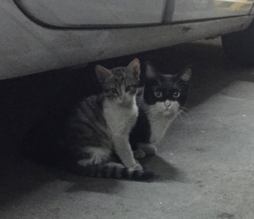 karabatak4's tweet photo. People of Turkey are deeply wounded, revolting in mass outrage on social media seeking  justice for Eros the cat. 
Eros was one of the beloved communal pets of a residential site building. #ErosİçinAdalet #justiceforeros #erosthecat @peta @DailyMailUK @washingtonpost @PETAUK https://t.co/tx3388ZzXZ