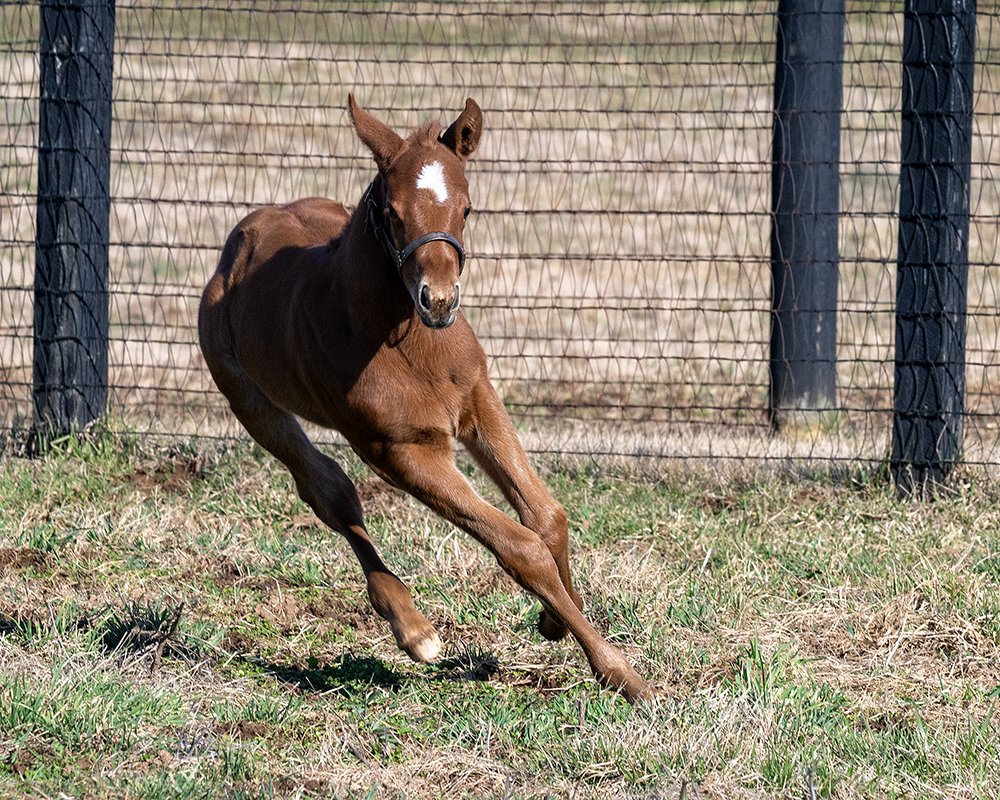 FoalAlert!! 💝#Eclipse champion #Letruska and her first foal, a filly by 2X HOY #Curlin, leading sire of @BreedersCup winners (8) @HillnDaleFarm. B/O St George Stables. Special thanks to Terrazas Thoroughbreds in Lexington where the new mom is boarded.