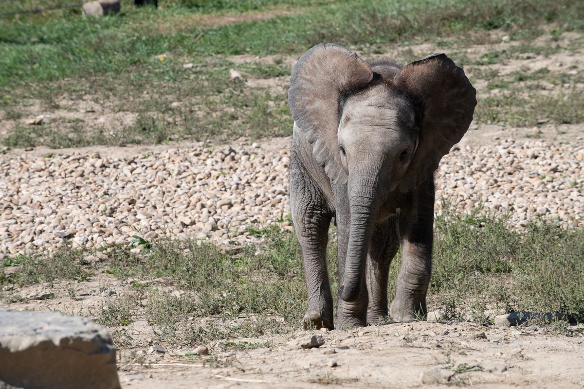 We are heartbroken to announce the death of our beloved elephant calf Tsuni today after a sudden, brief battle with elephant endotheliotropic herpesvirus (EEHV). The calf was 2 years old and resided with her herd at the International Conservation Center (ICC) in Somerset.