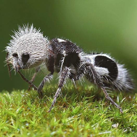 Panda Ant (Euspinolia militaris), female, family Mutillidae, endemic to the Sclerophyll forests of Chile.

Venomous.

This insect is a velvet ant. Velvet ants are wasps with wingless females, and winged males.

The velvet wasps have very painful stings!