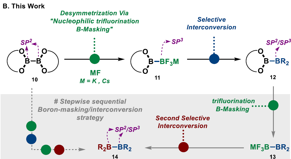 Desymmetrization of Diboron (4) by a Trifluorination B-Masking Strategy: Practical Synthesis of Unsymmetrical Diboron Species (<a href="/AhmadMasarwa2/">Ahmad Masarwa (Masarwa Lab)</a>): chemrxiv.org/engage/chemrxi… (<a href="/ChemRxiv/">ChemRxiv</a>).