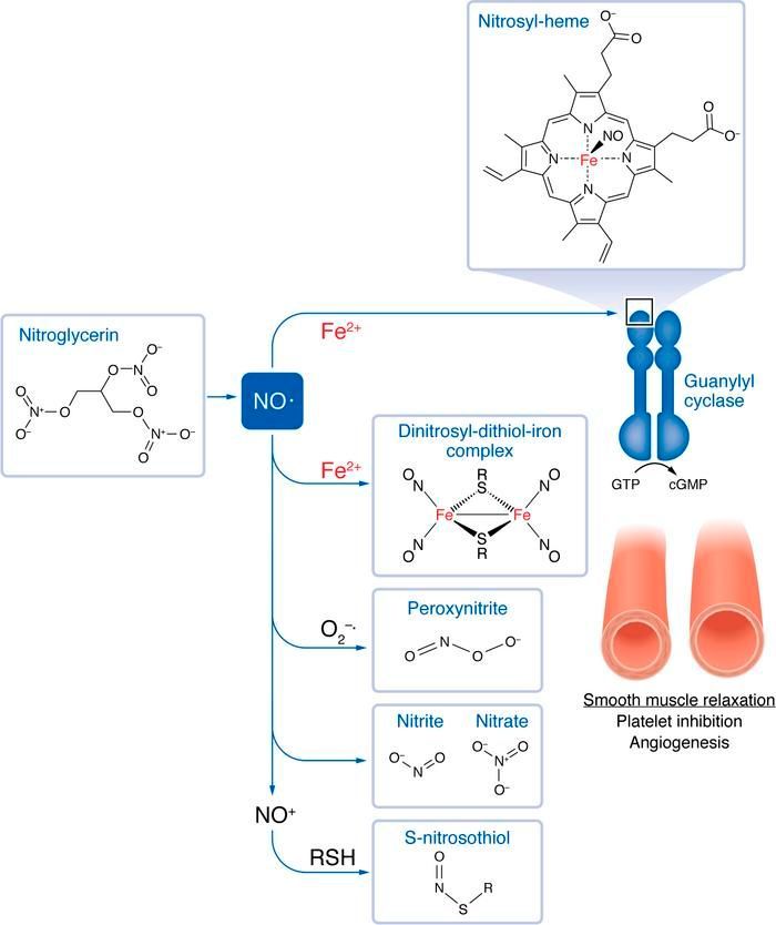 Journal of Clinical Investigation (@jclinicalinvest) on Twitter photo 100th Anniversary #Viewpoint by Joseph Loscalzo <a href="/BrighamWomens/">Brigham and Women's Hospital</a>:
Nitric oxide in vascular biology: elegance in complexity: buff.ly/3OMTyeZ 100th Anniversary #Viewpoint by Joseph Loscalzo <a href="/BrighamWomens/">Brigham and Women's Hospital</a>:
Nitric oxide in vascular biology: elegance in complexity: buff.ly/3OMTyeZ