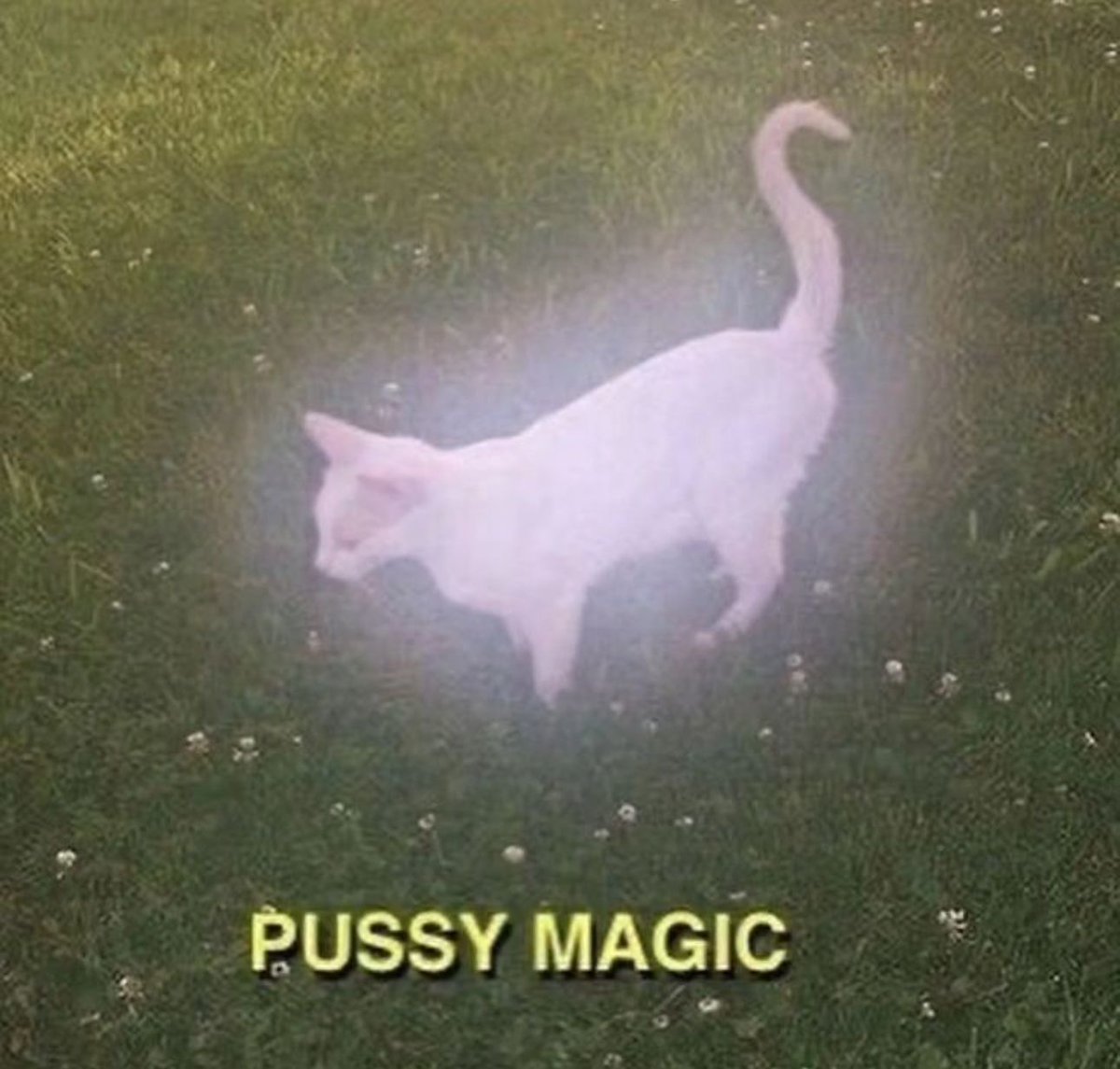 PostsOfCats's tweet photo. https://t.co/Z3FIcCGv5t