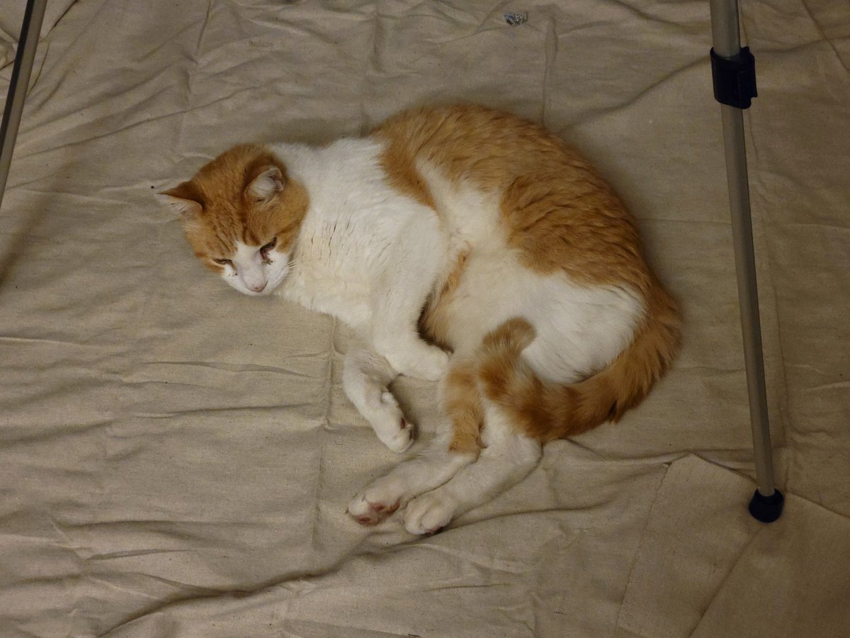 themuseturtle's tweet photo. @maruti_bitamin She loves to curl up and hold her feet when she sleeps. https://t.co/oChIQhIIQb